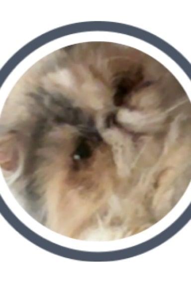 Macarena’s verdict Christmas advent calendar #14